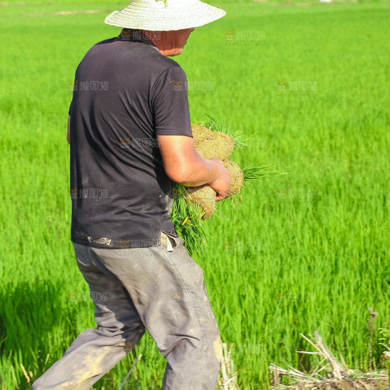 农民在田里插秧