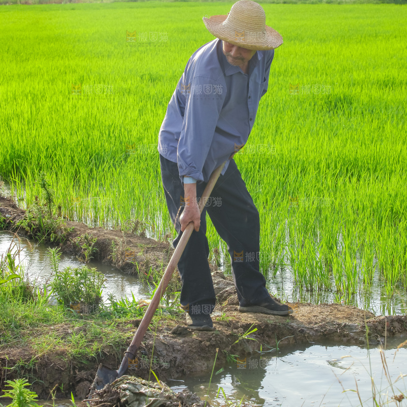 农民在田里插秧