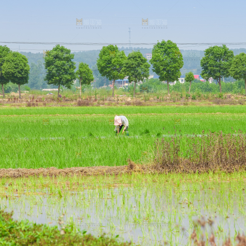 农民在田里插秧