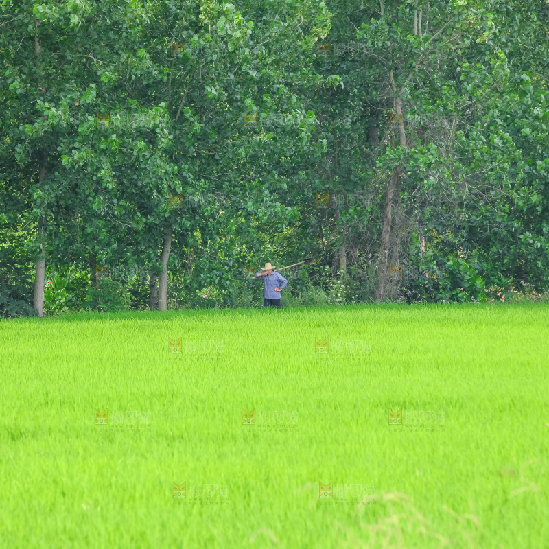 农田里种植的水稻