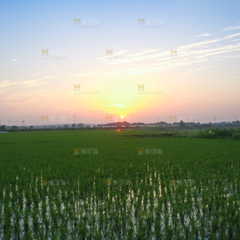 农田里种植的水稻