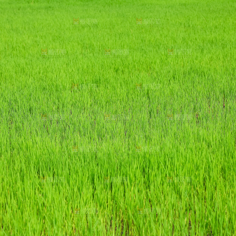 农田里种植的水稻