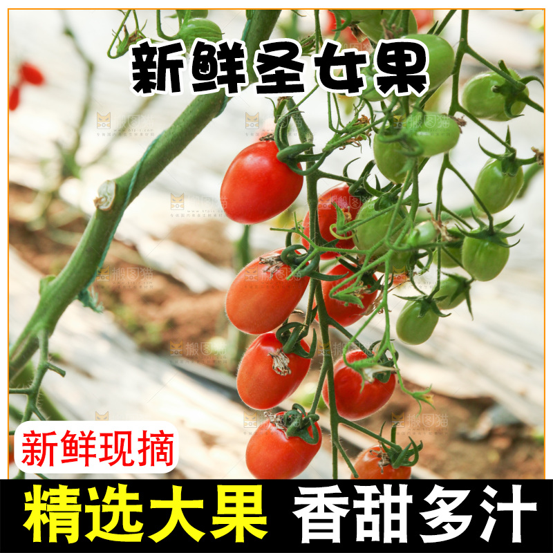 番茄藤上的小番茄