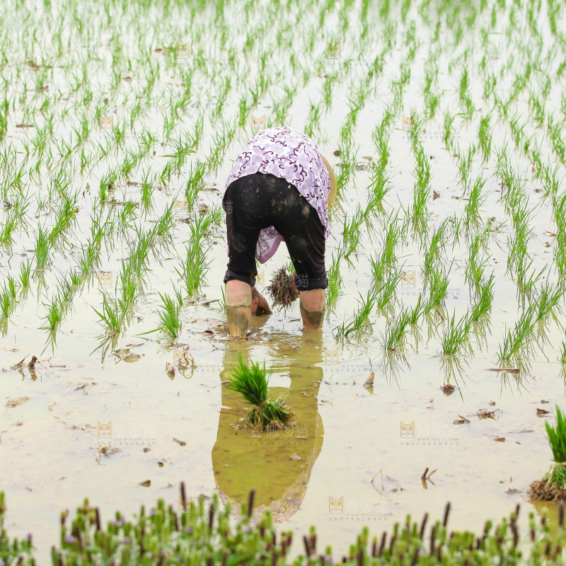农民在田里插秧