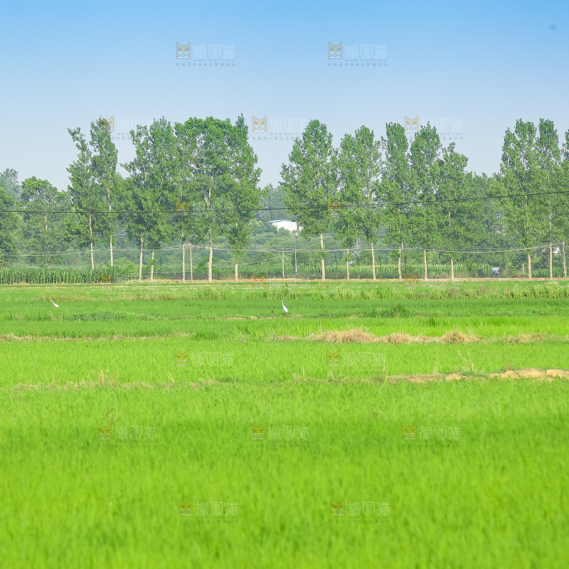 农田里种植的水稻