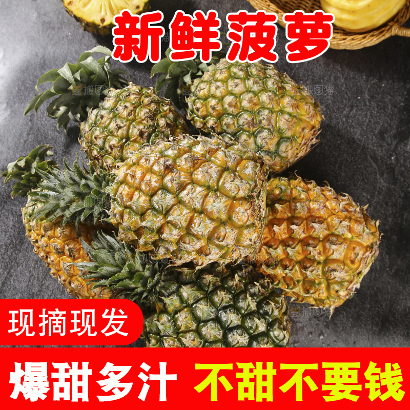 深底上的徐闻菠萝