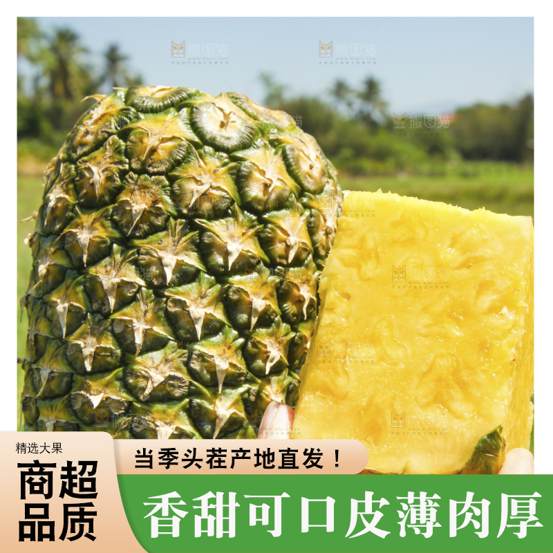 深底上的徐闻菠萝