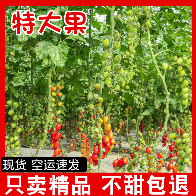 番茄藤上的小番茄