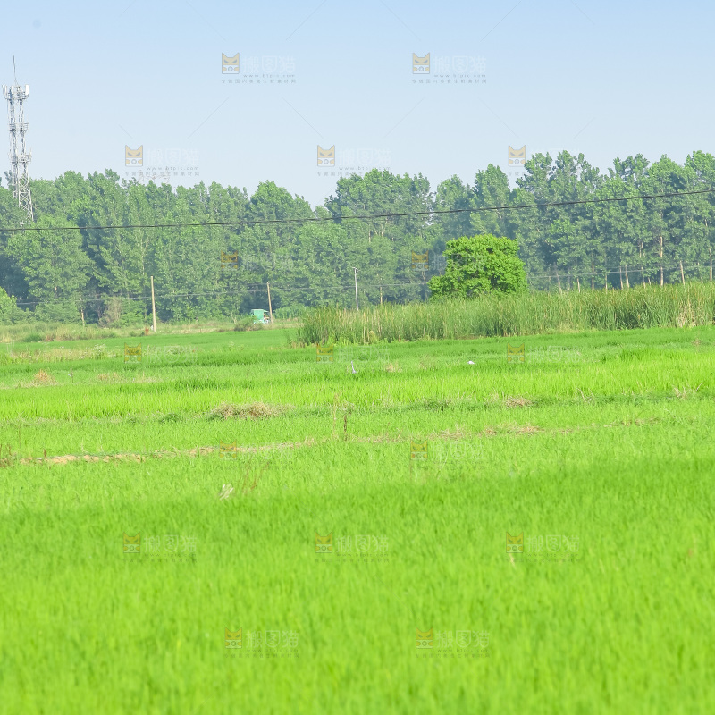 农田里种植的水稻