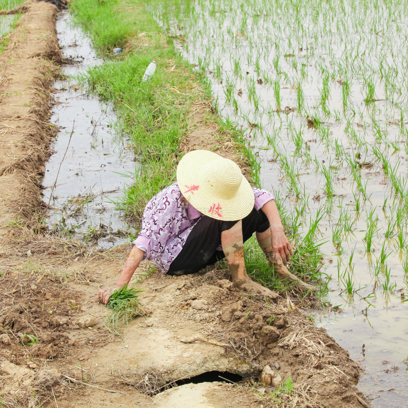 农民在田里插秧