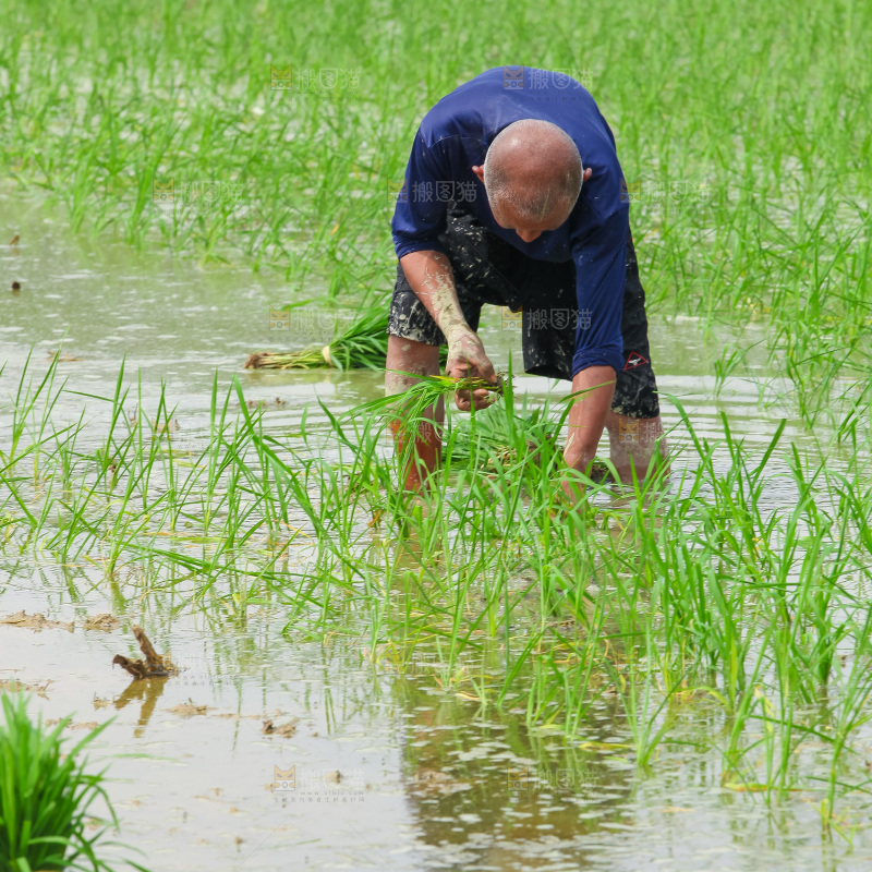 农民在田里插秧