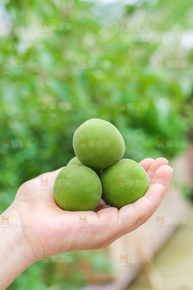 手里拿着新鲜青梅