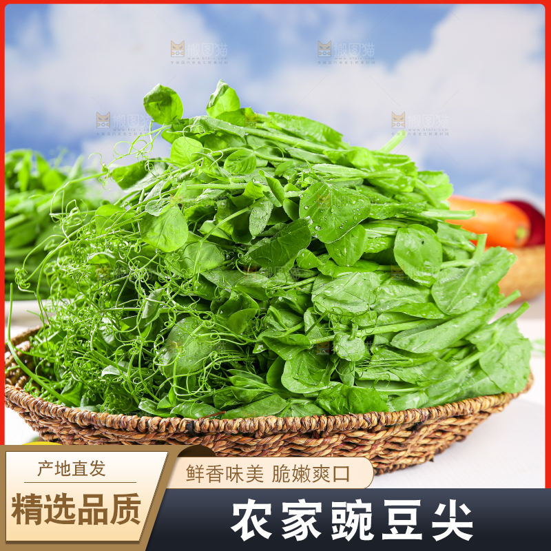 豌豆尖主图