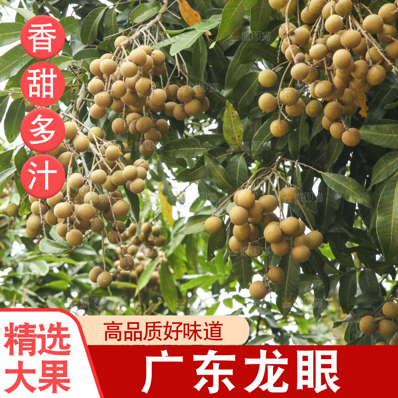 手里拿着新鲜龙眼