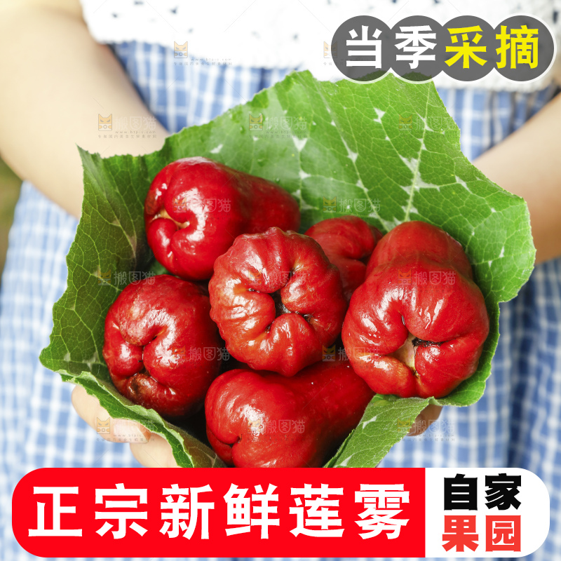 浅底上的莲雾