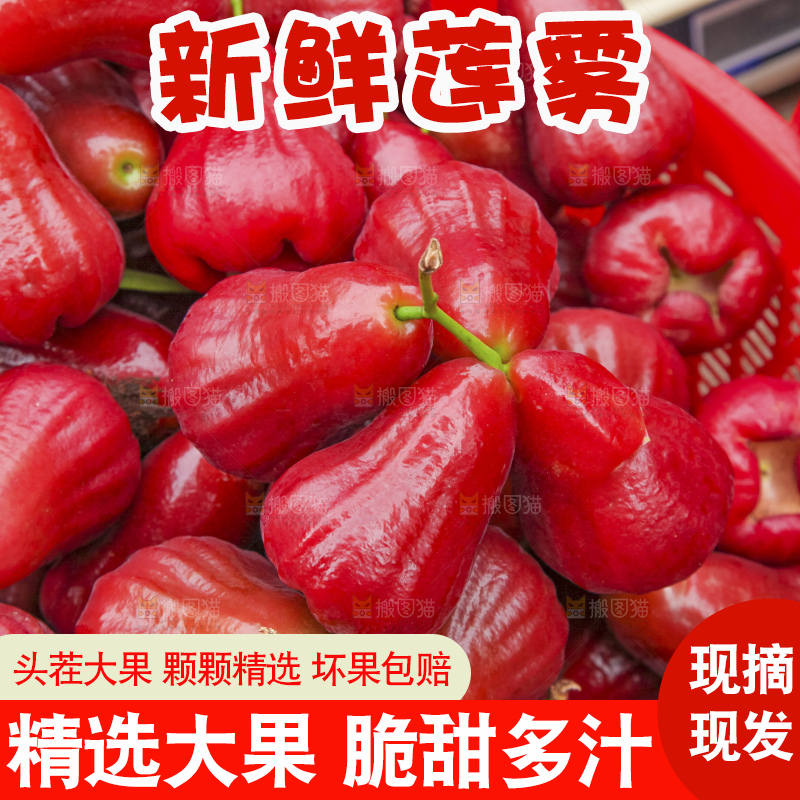 浅底上的莲雾
