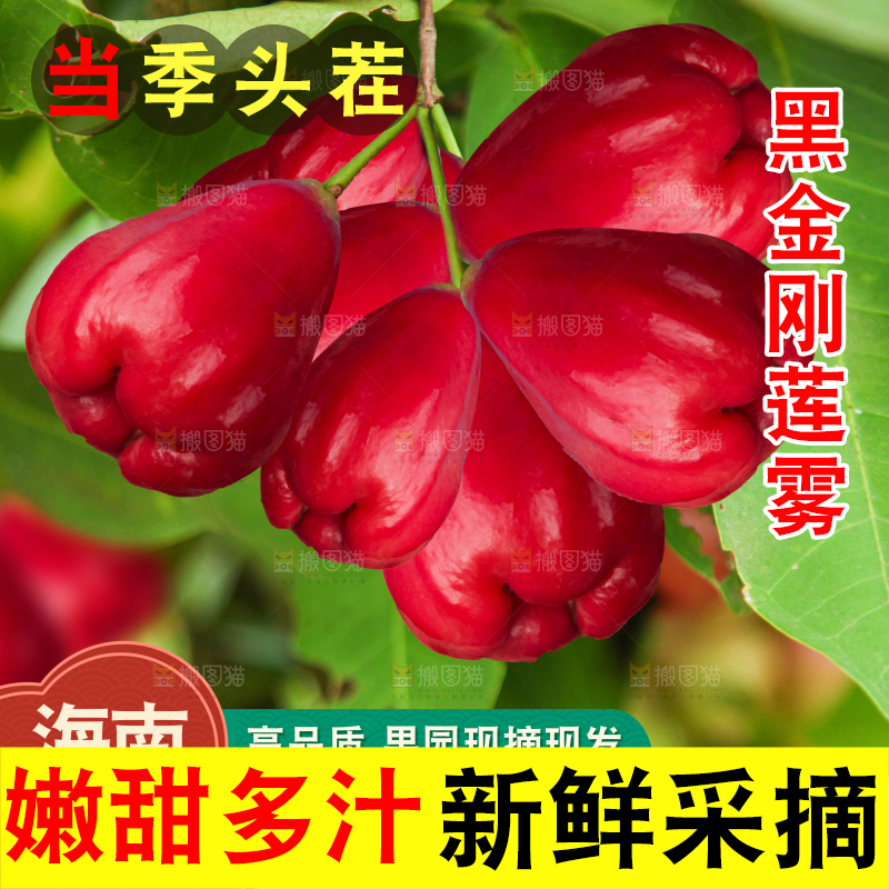 海南新鲜莲雾主图