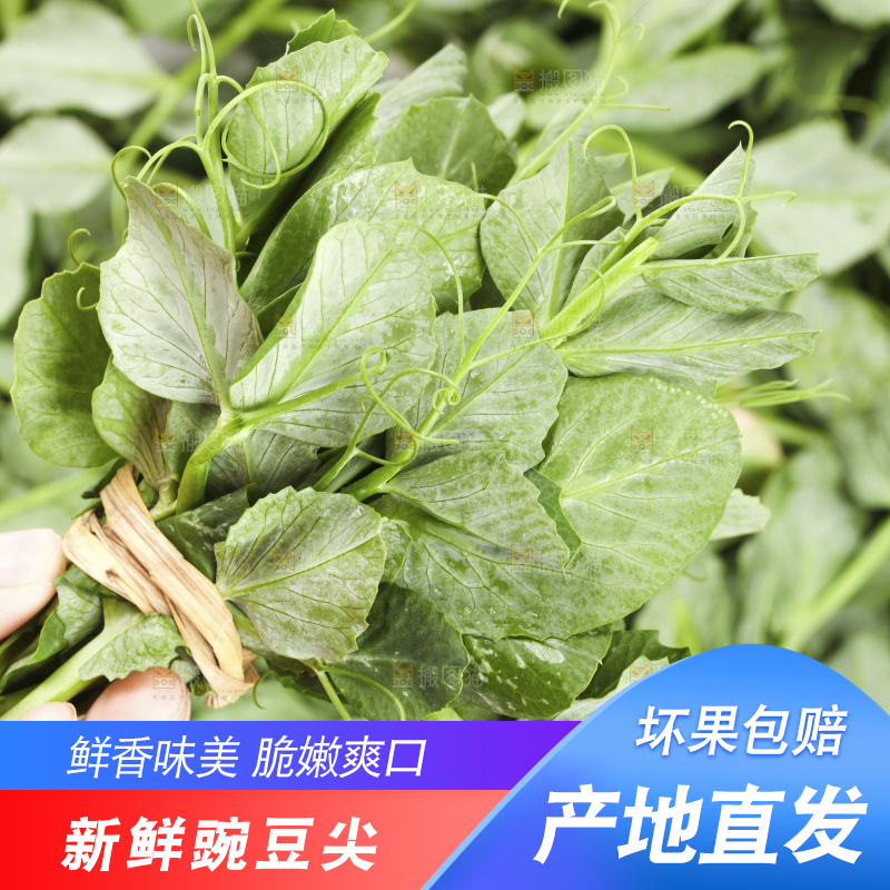 深底上的豌豆苗