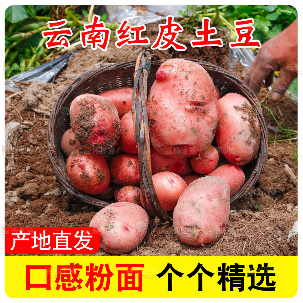 红皮土豆主图