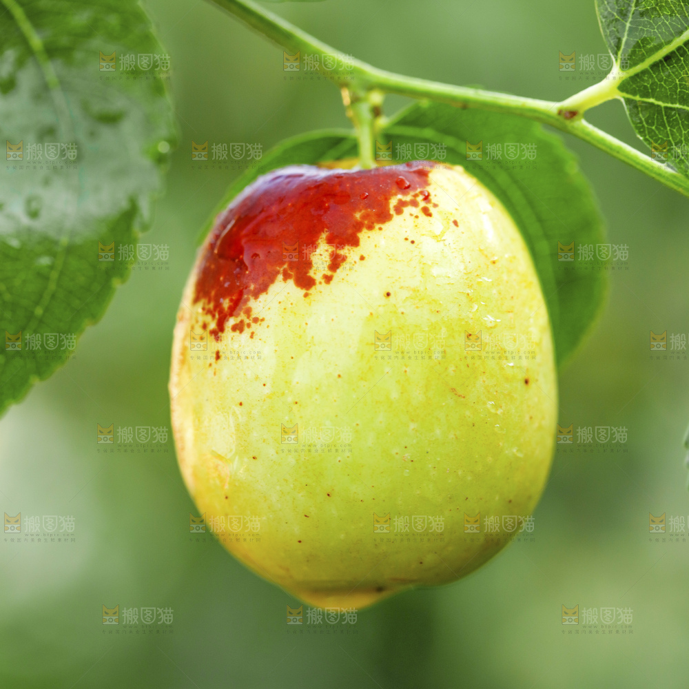 浅底上的大荔冬枣