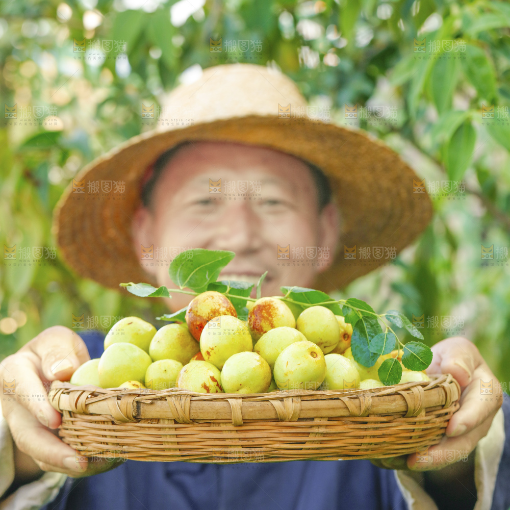 浅底上的大荔冬枣