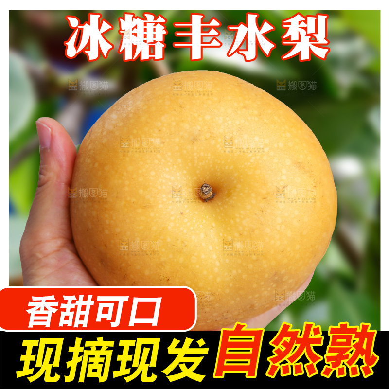 丰水梨主图