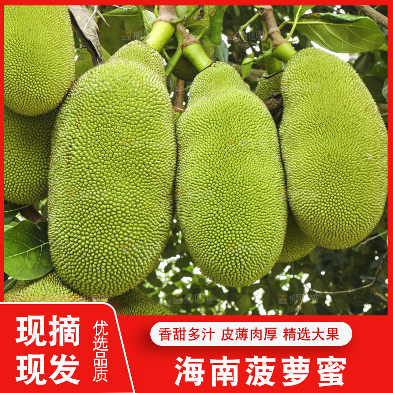 手里拿着新鲜菠萝蜜