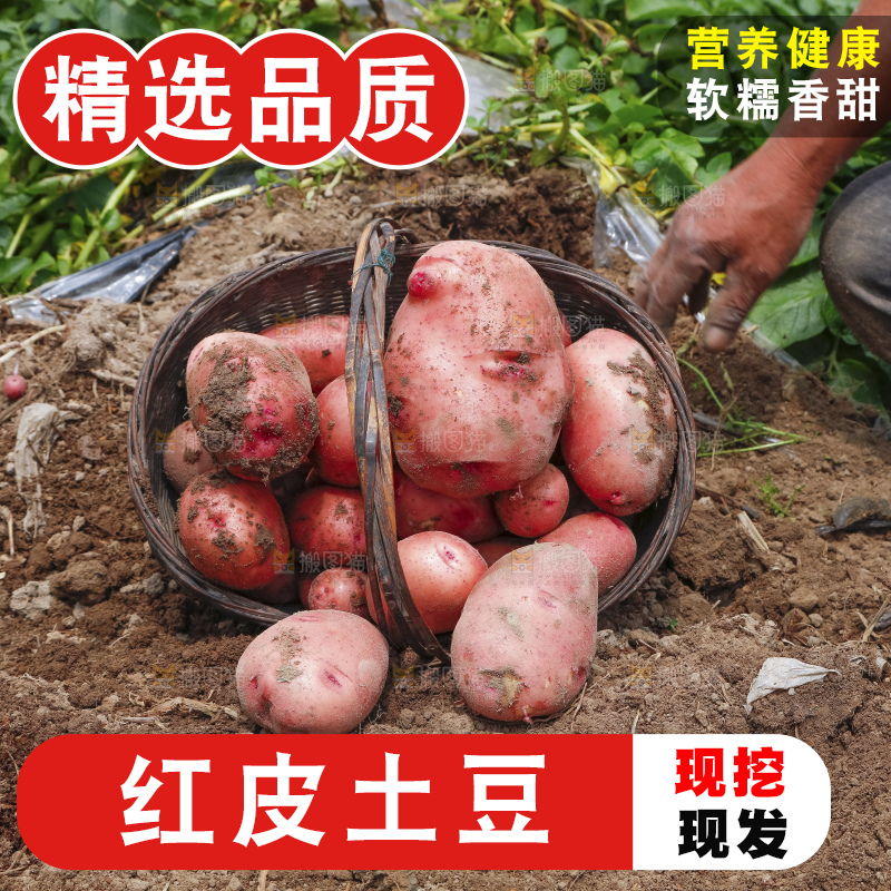 地里现挖红皮土豆