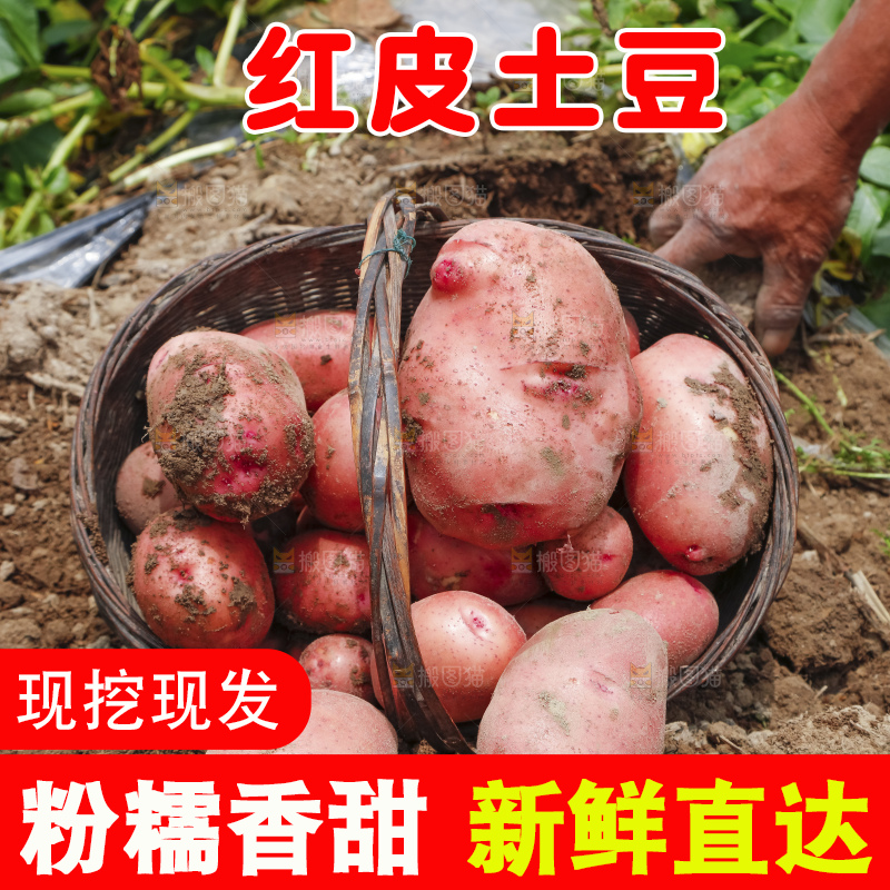 地里现挖红皮土豆