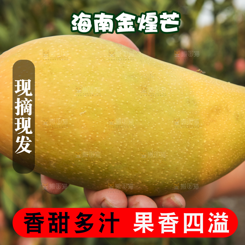 手里拿着金煌芒