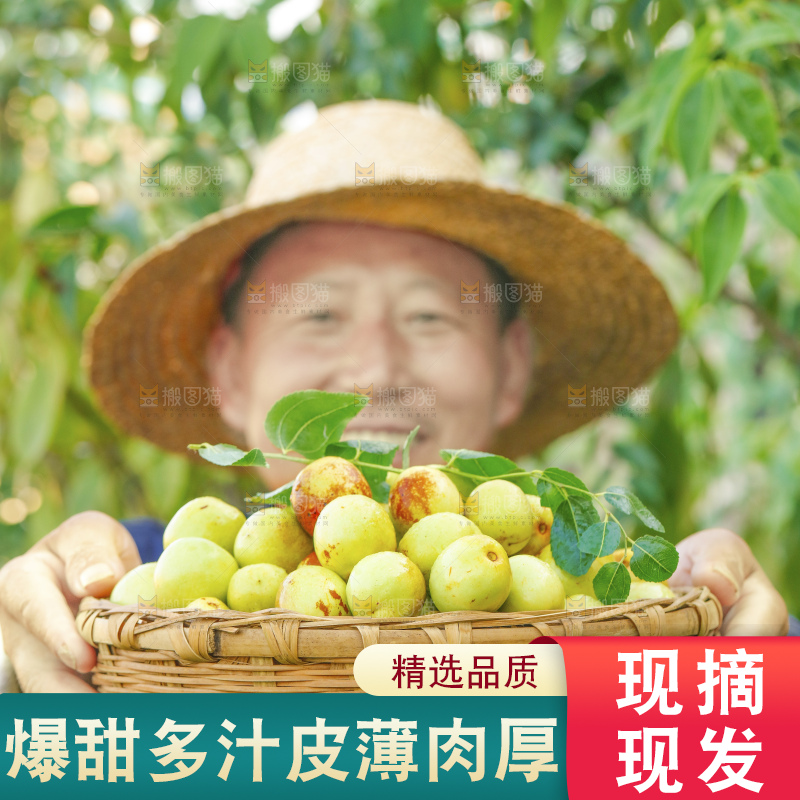 浅底上的大荔冬枣