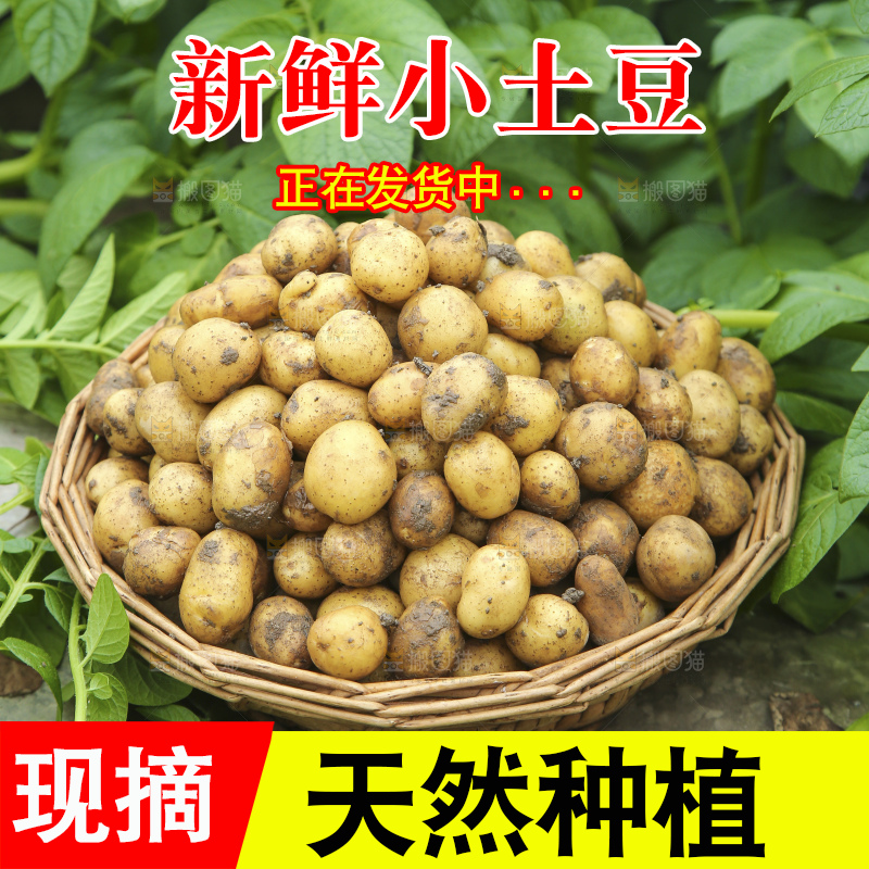 田地里的黄皮小土豆
