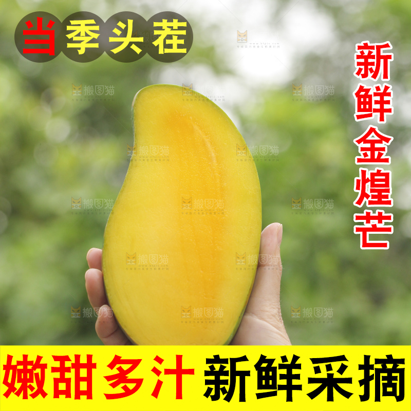 手里拿着金煌芒