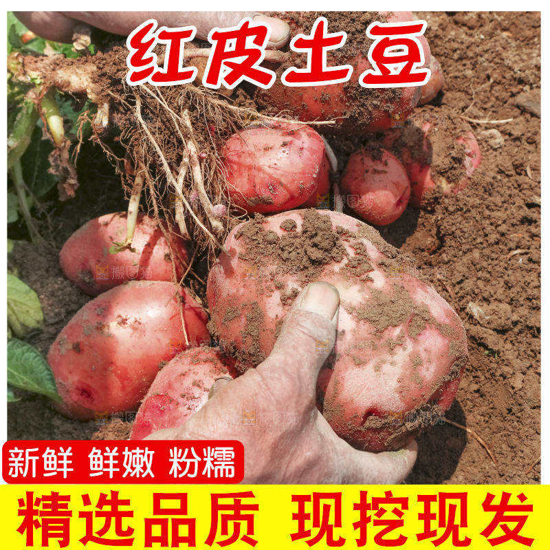 地里现挖红皮土豆