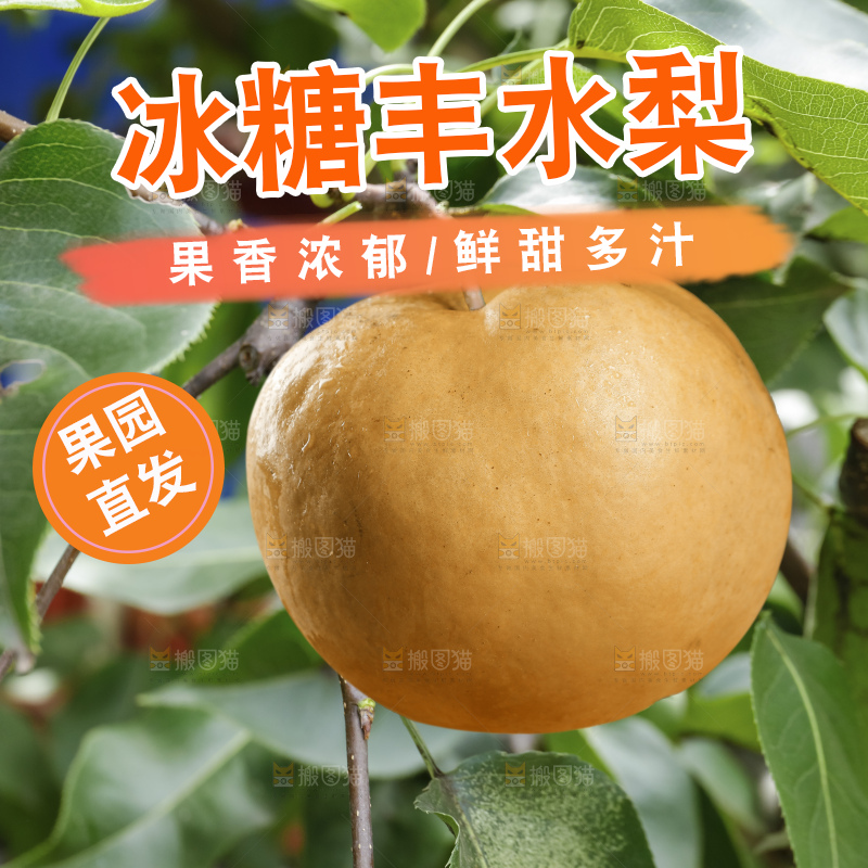 浅底上的丰水梨