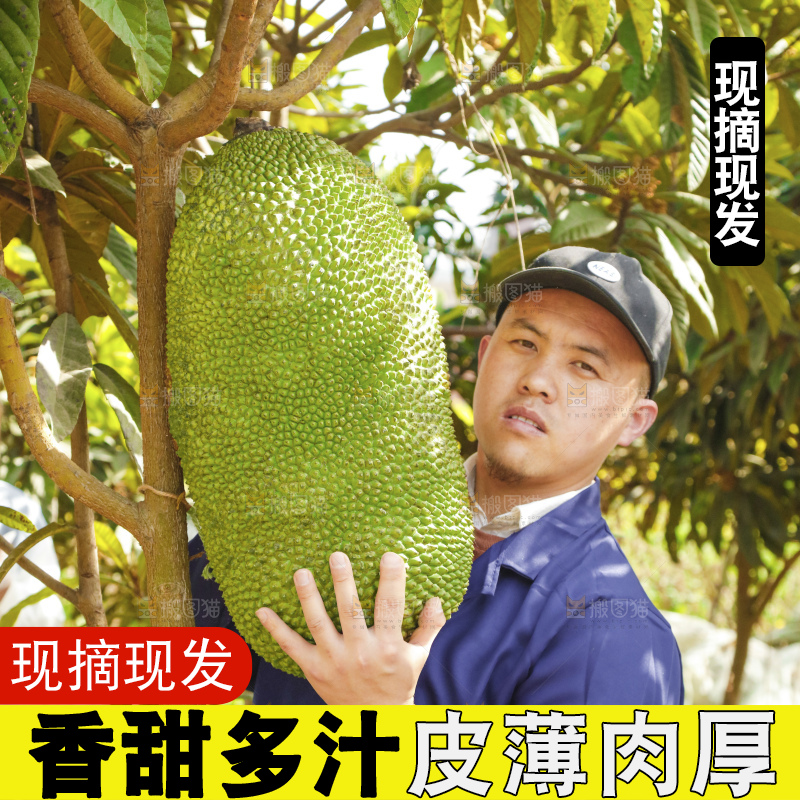 手里拿着新鲜菠萝蜜