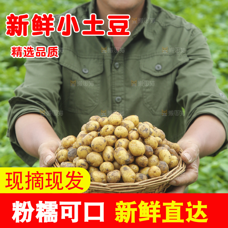 田地里的黄皮小土豆