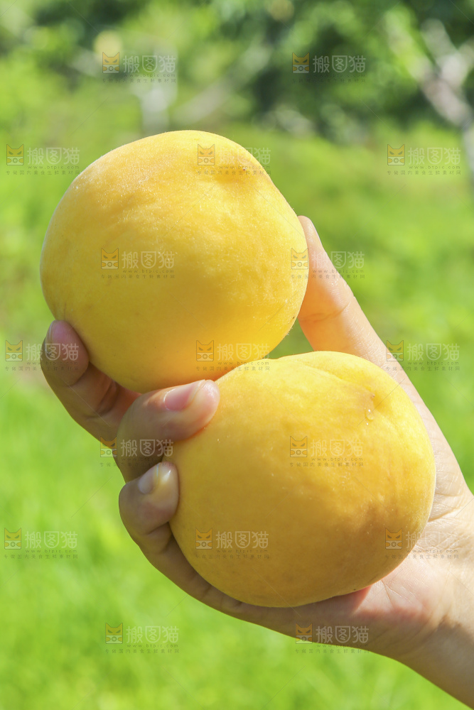 黄桃