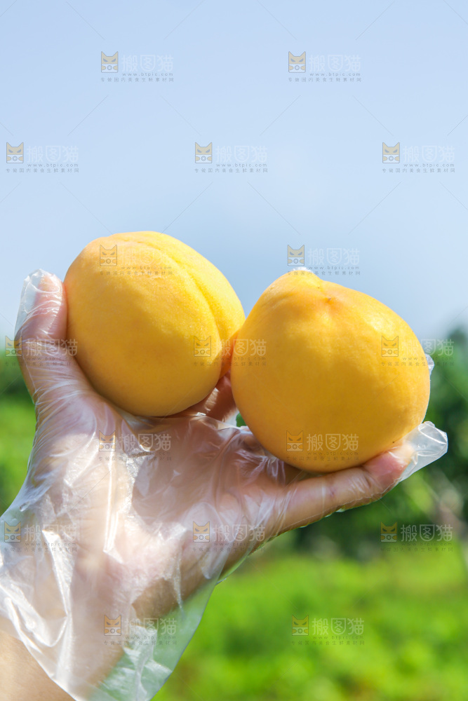 手里拿着黄毛桃
