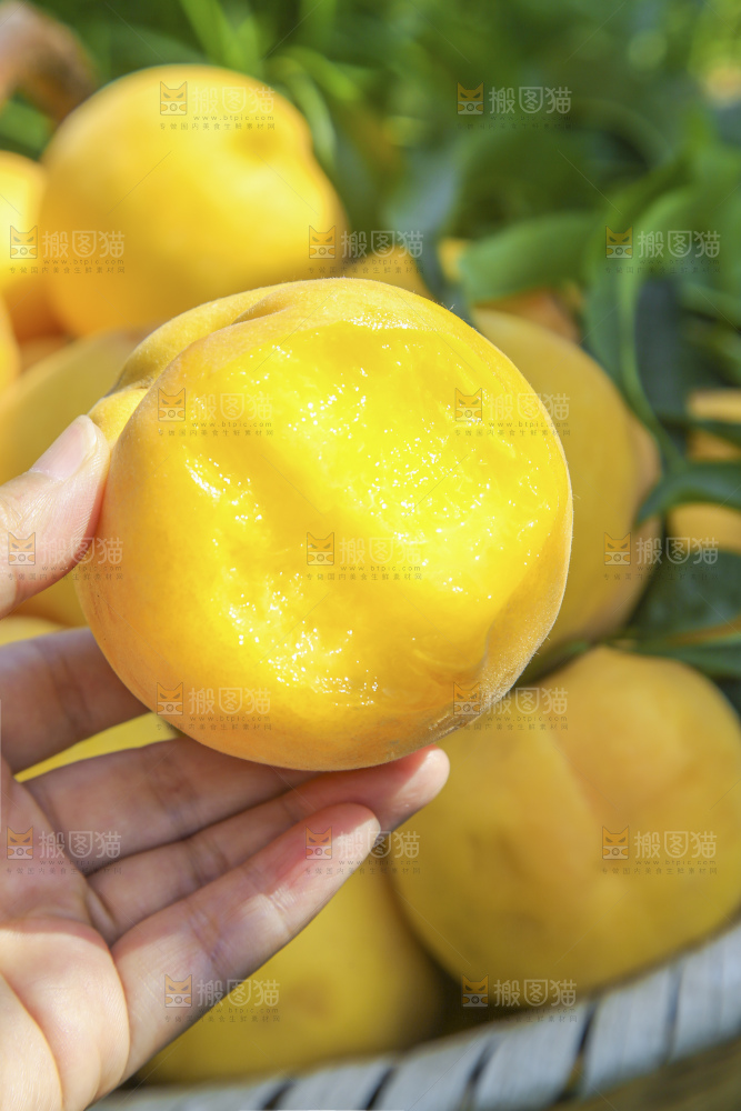 手里拿着黄毛桃