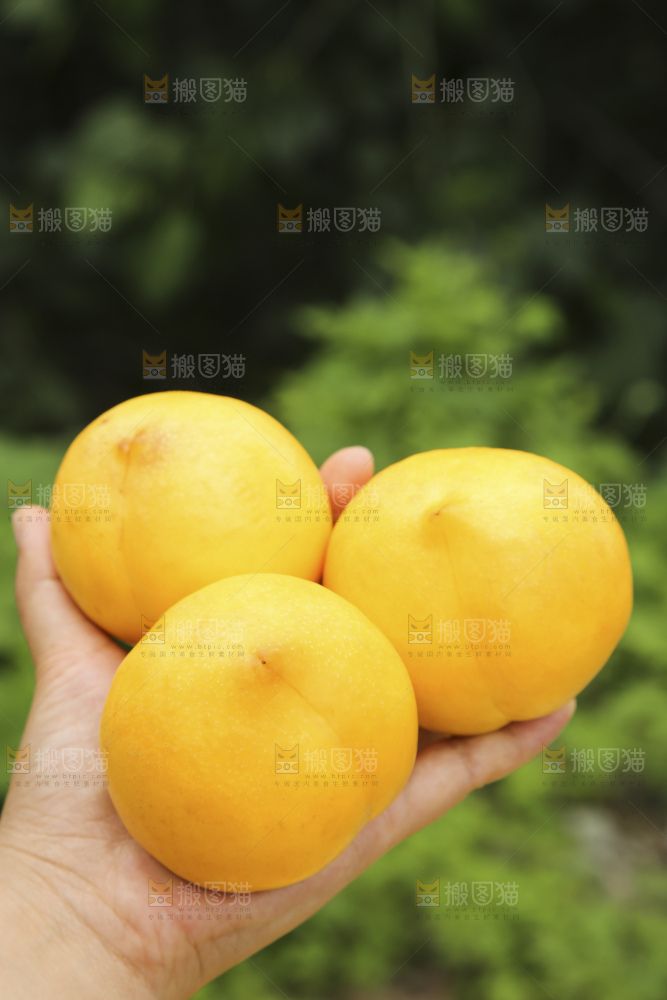 手里拿着黄油桃