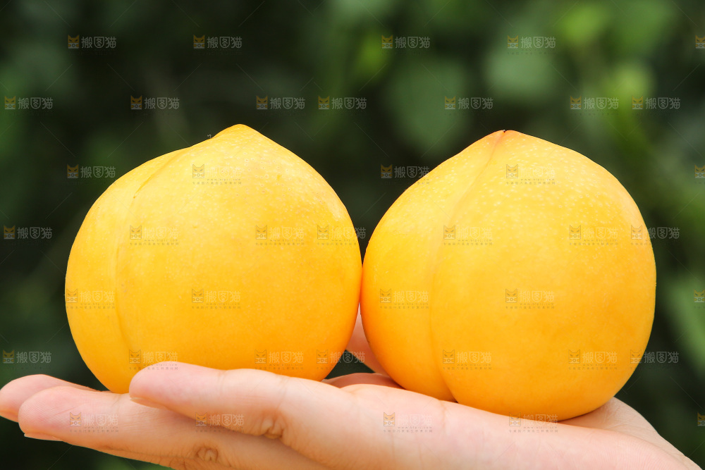 手里拿着黄油桃