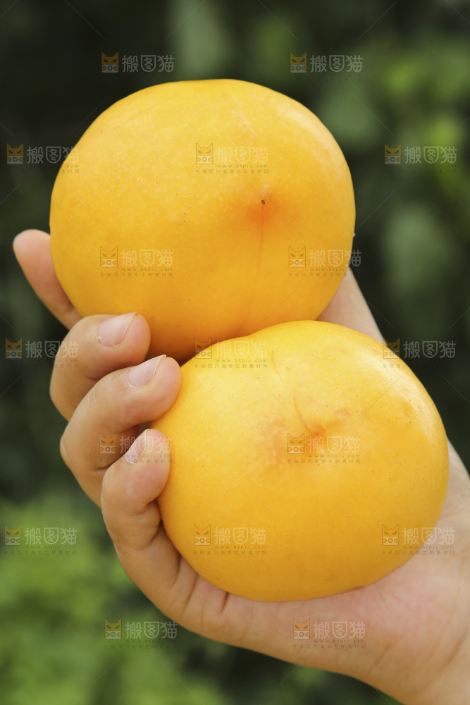 手里拿着黄油桃