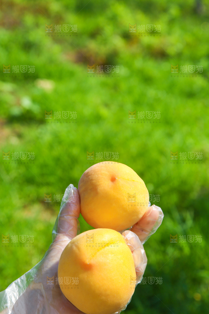 手里拿着黄毛桃