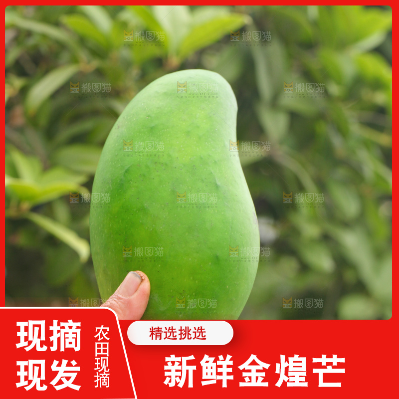 浅底上的绿皮金煌芒