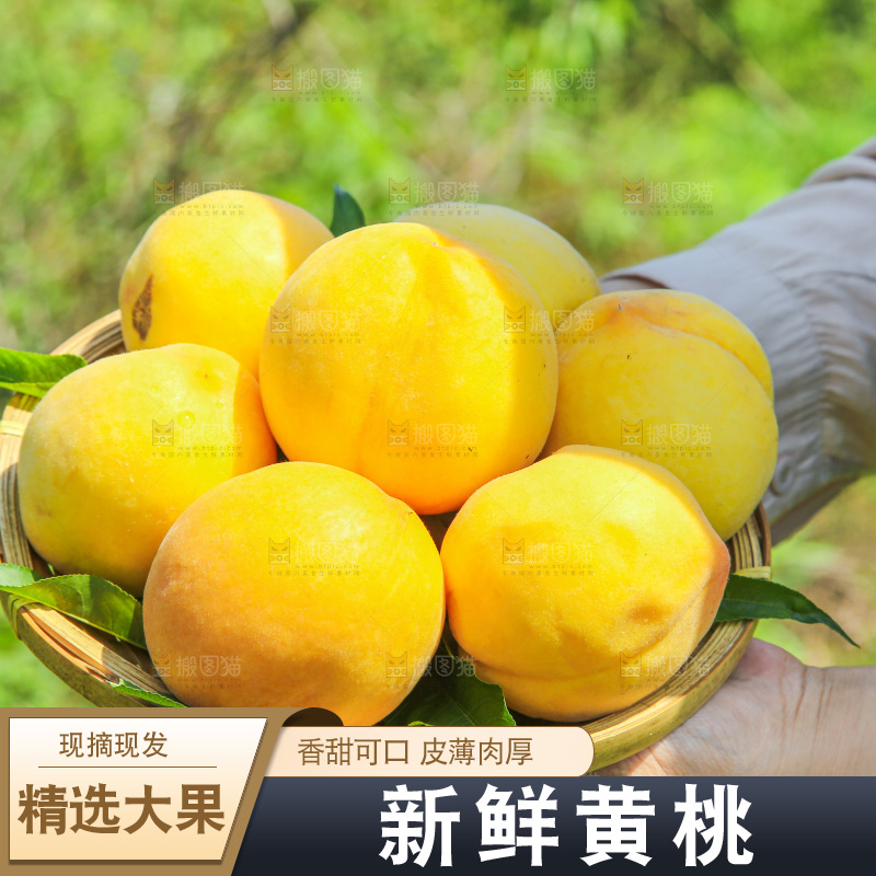 手里拿着黄毛桃