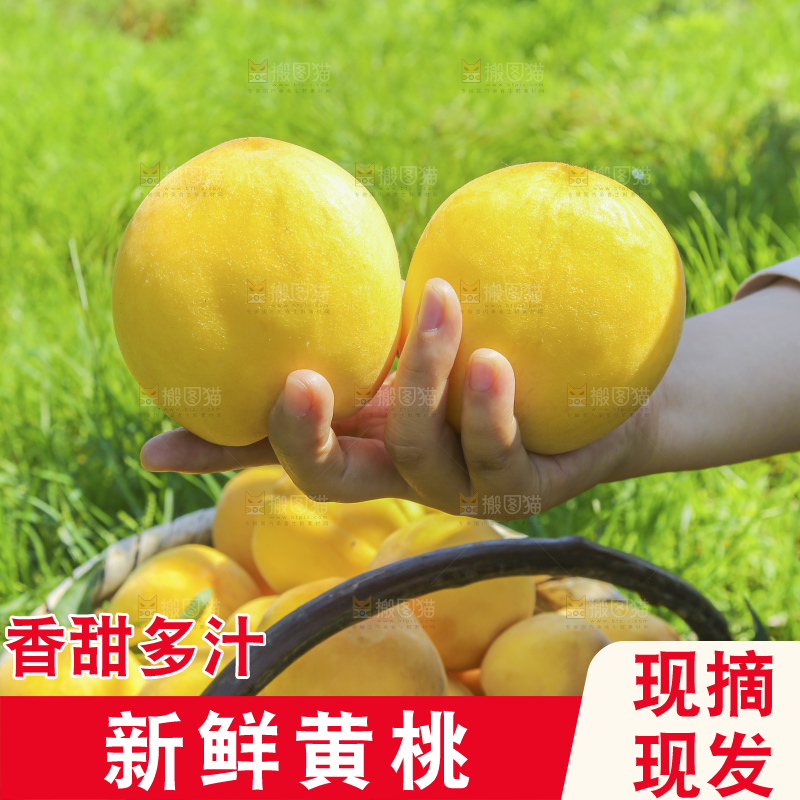 手里拿着黄毛桃