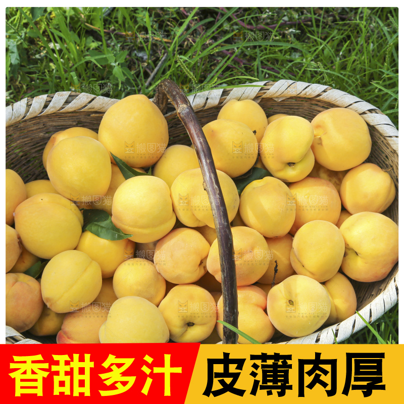 手里拿着黄毛桃