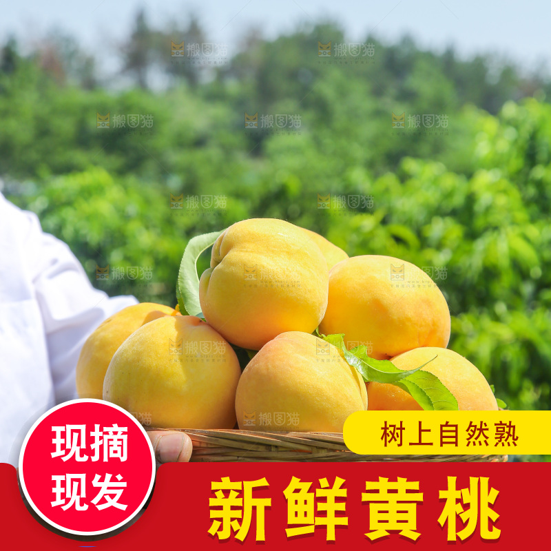 手里拿着黄毛桃