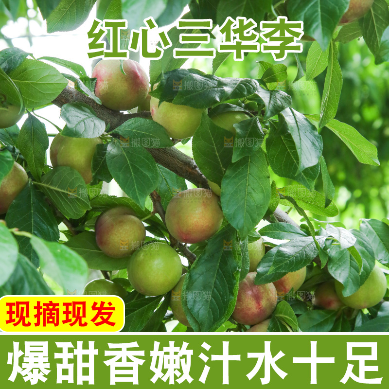 树上的李子